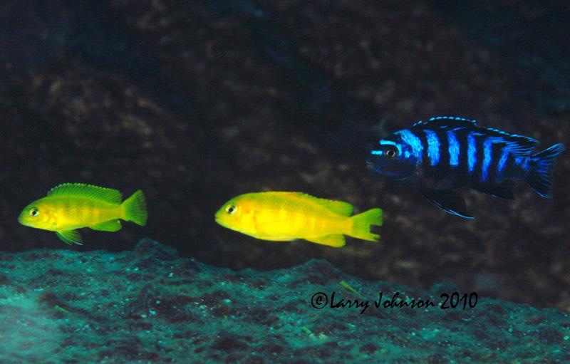 Chindongo saulosi 'Taiwanee Reef'